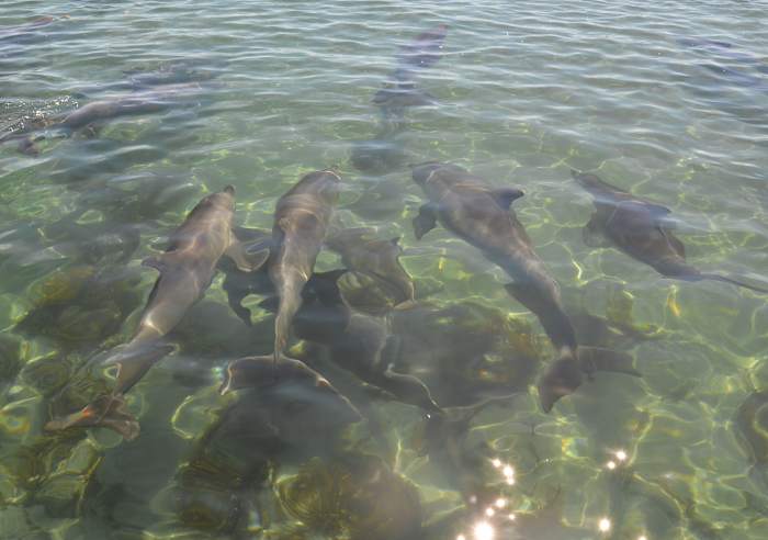 3febdolphins17 (195) - GALLERY.JPG